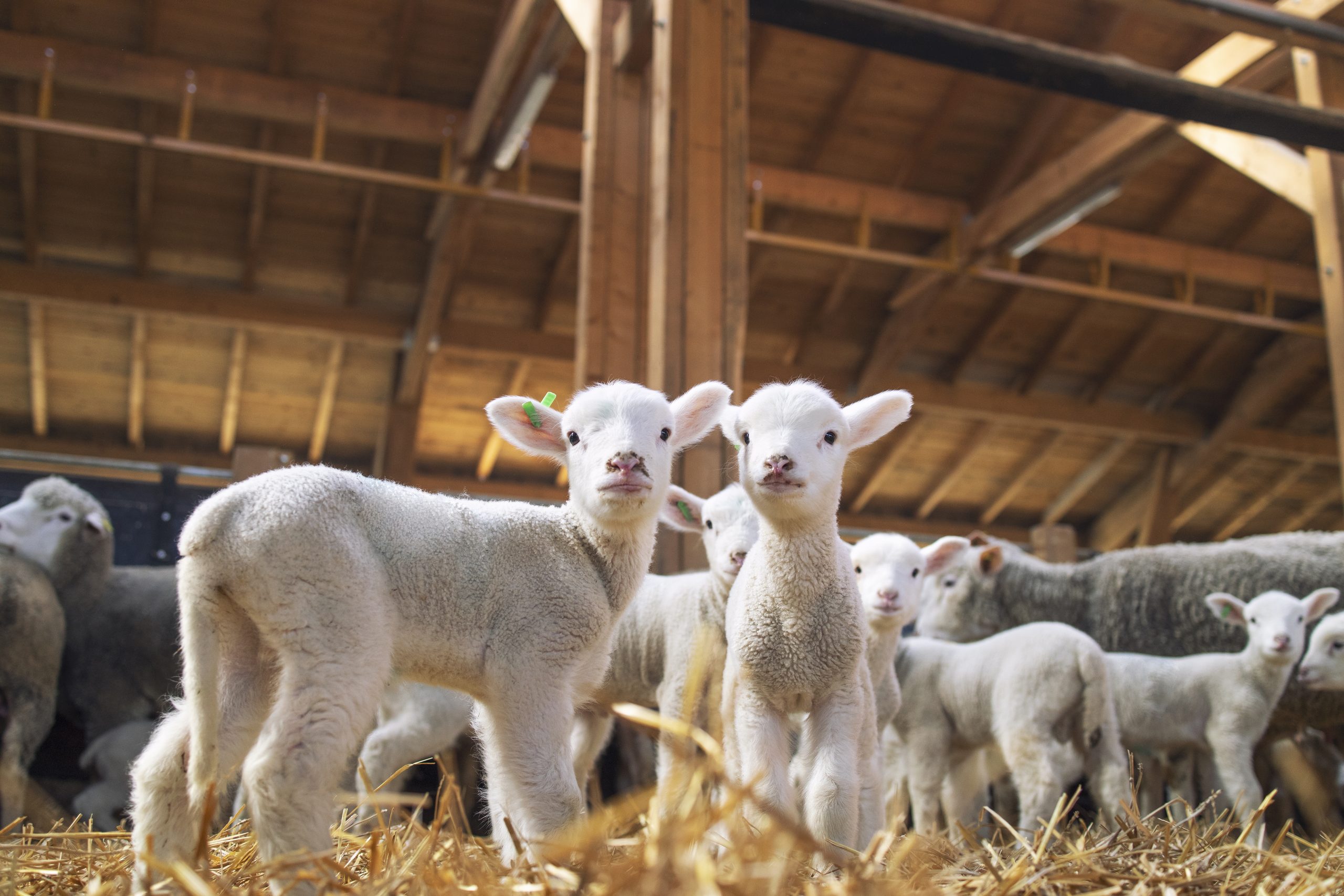 Two young white lambs stand in straw inside a wooden barn, looking at the camera, with more lambs behind them.